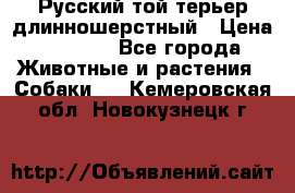 Русский той-терьер длинношерстный › Цена ­ 7 000 - Все города Животные и растения » Собаки   . Кемеровская обл.,Новокузнецк г.